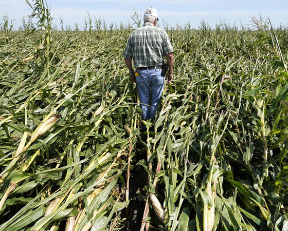 SEGURO AGRÍCOLA